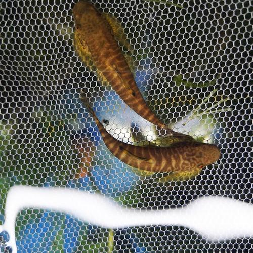 原生长汀拟腹吸鳅爬岩琵琶吸盘清道夫冷水鱼清洁工马桶刷