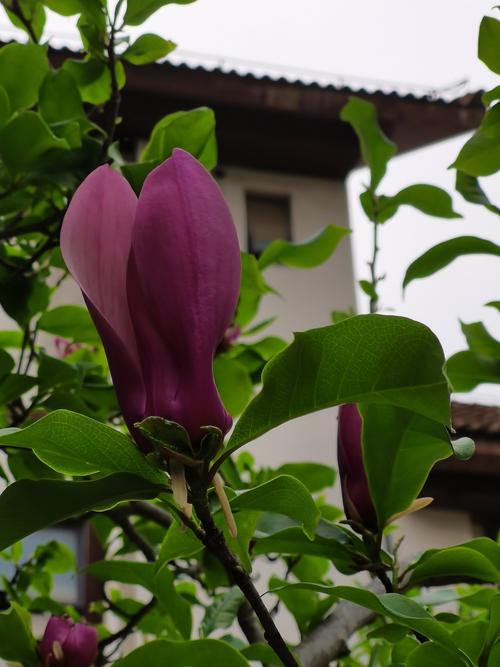 4月中旬,红玉兰花的叶子也长出来了,翠绿配淡紫红色的花,非常亮眼.