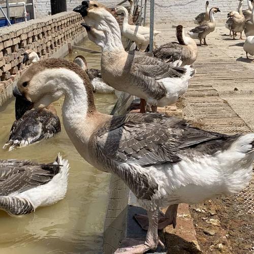 狮子头大鹅,可长30斤