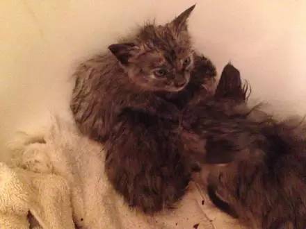 猫妈妈虽然紧张,可是听见小猫们的叫声与生龙活虎的模样,它便立刻放心