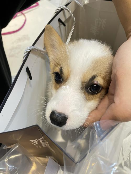 狗狗眼皮上的这个红色疙瘩_狗狗_宠物_狗