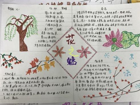 学生"花之魅"手抄报展示