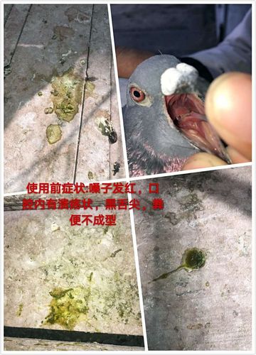 训放比赛归来鸽子 呕吐,拉水便绿便,采食下降,精神不振 严重影响鸽子