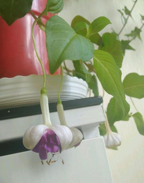 我是不是养了假的倒挂金钟,开花怎么像大蒜一样,都懵圈了