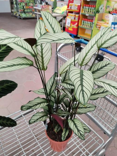 银羽竹芋这是怎么啦_家装_花艺_家居_家居装饰_家居家装_家居装饰