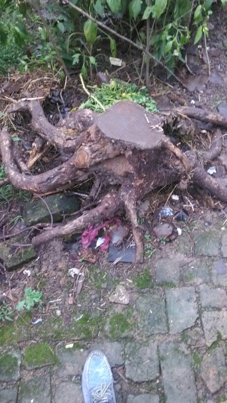 洋槐树根可做根雕吗,我这个值多少钱啊?