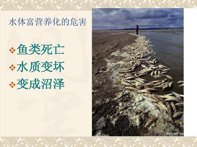 高中地理人教版选修5课件 水体富营养化的危害 鱼类死亡 水质变坏