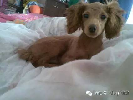 泰迪犬光吃肉怎么回事怀孕了光想吃肉怎么回事