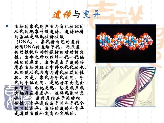 遗传与变异手抄报对人类的影响