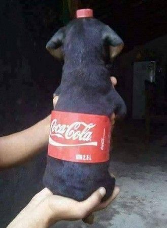 原来是可乐啊,还以为是小狗呢!(图/翻摄自爆料公社粉丝团)