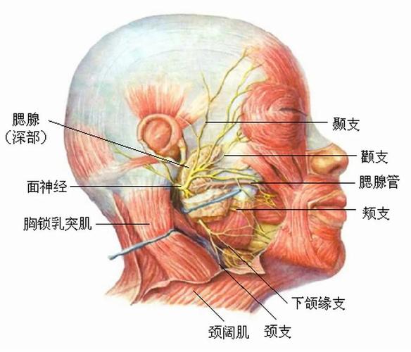 (腮腺和面神经的关系)