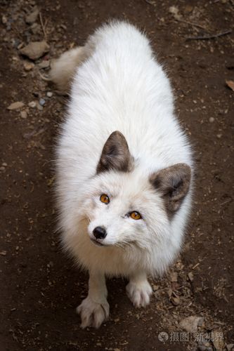 好奇的白狐狸看摄影师