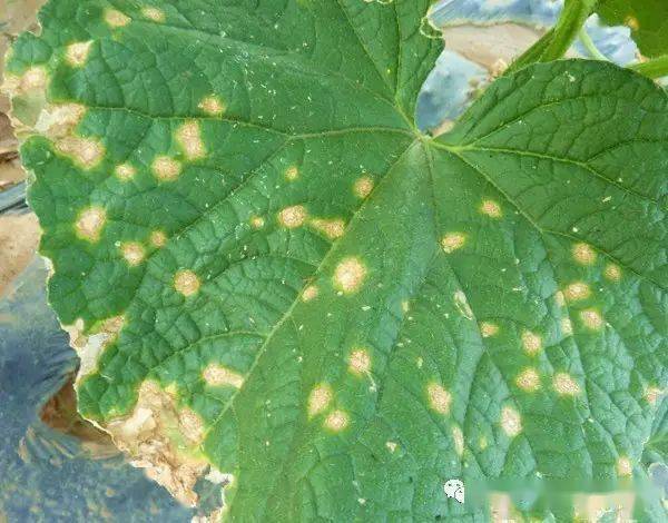 炭疽病高清图谱全了!