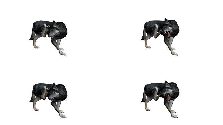 狗吠3d渲染透明素材狗叫小狗狼狗狗动作 【声明】vj