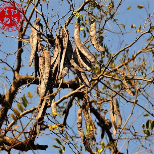 水皂角提取物 黄烷醇8% 厂家现货 天然水皂角粉原料 品质保证包邮