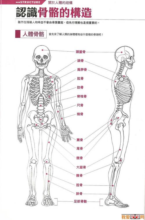 根据人体骨骼的构造来画画