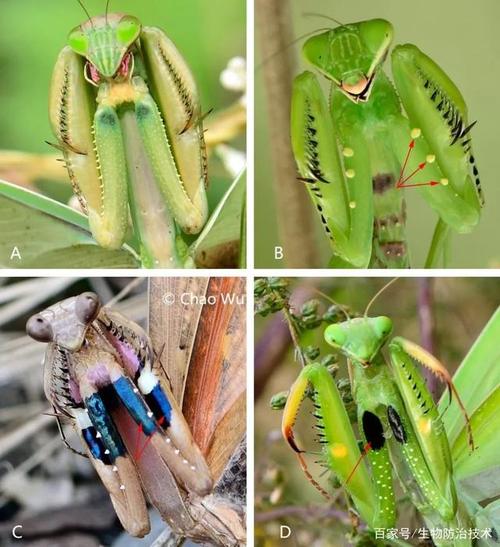 农业有益昆虫—广腹螳螂