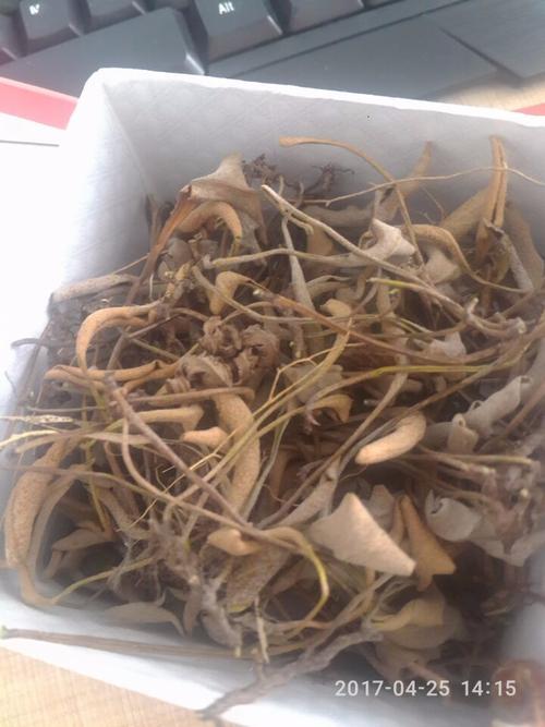 是一种药材吗?是一种治疗寒气的偏方,石板柳