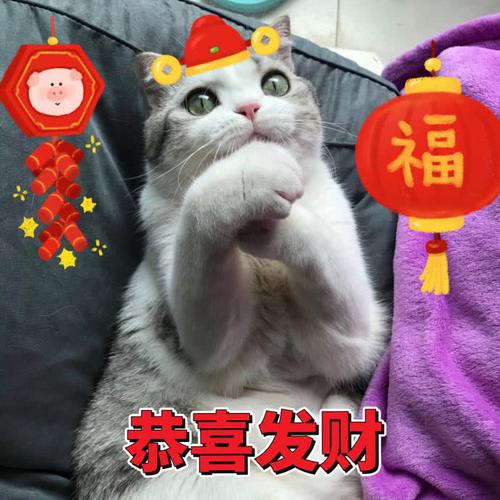 猫咪表情包给您拜年了