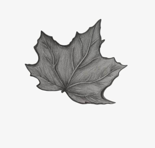 枫叶黑白素描作品