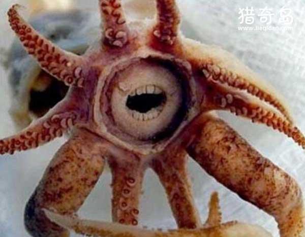 诡异生物,全球最恐怖的未知生物