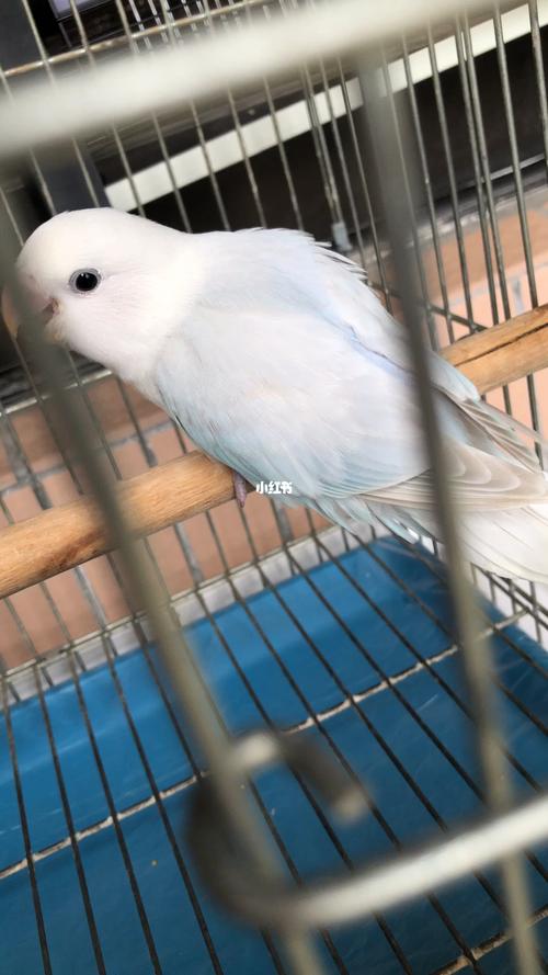 蓝伊莎&蓝伊莎_鹦鹉_牡丹_手养牡丹鹦鹉_宠物