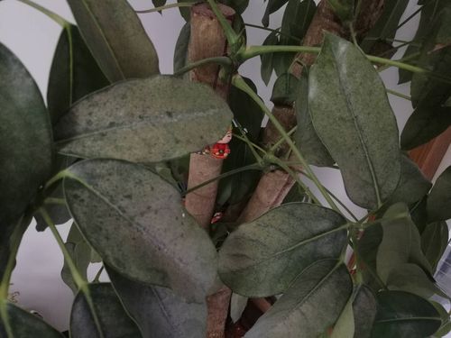 澳洲鸭脚木叶子上有白点,有网,发黄,慢慢就落叶,怎么办