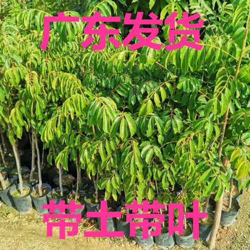 树苗橄榄南方北方果树苏州甘甜橄榄树正宗嫁接果树