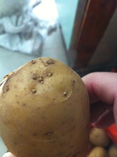 这样的土豆还能不能吃,有点发芽