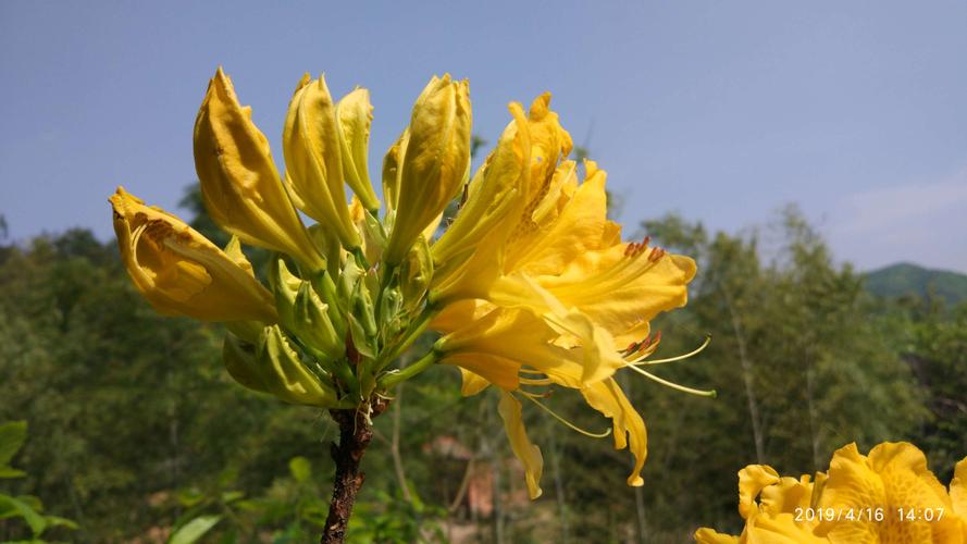 黄杜鹃