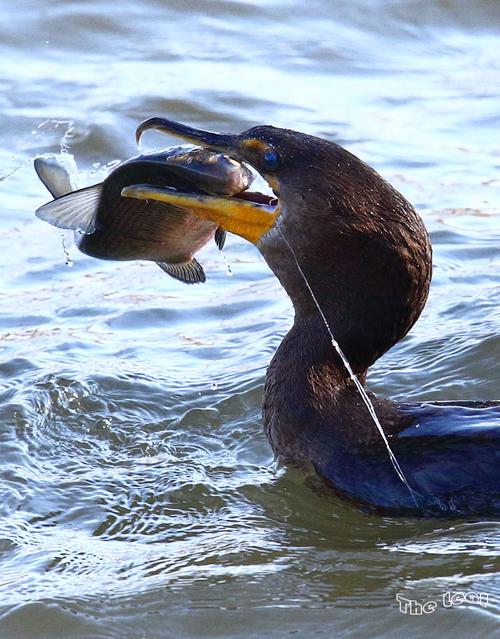 鸬鹚抓鱼瞬间 摄影 一片叶