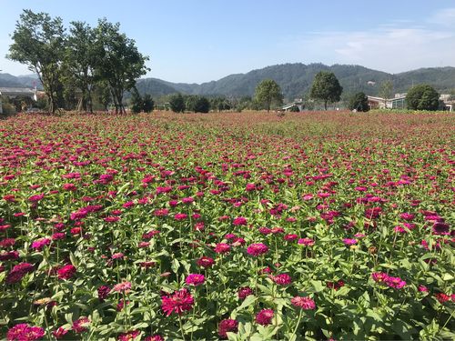 下涯之江村花海美美美!