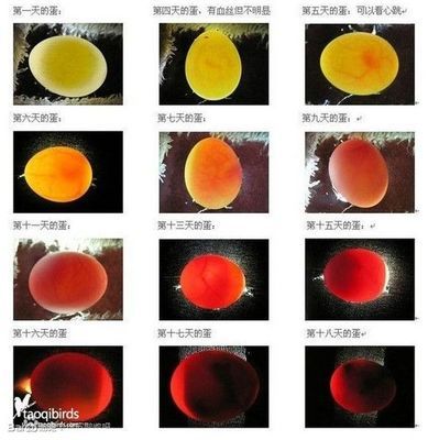孵化育雏-牡丹鹦鹉爱好者之家