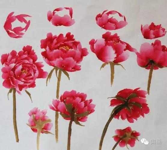 国画基础教程:写意牡丹的画法