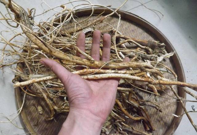 农村常见的"五指毛桃",却不是桃,在城里能卖30元一斤