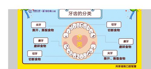 下面一起来我们的牙齿分类吧!爸爸妈妈赶紧和宝贝们一起学习起来吧