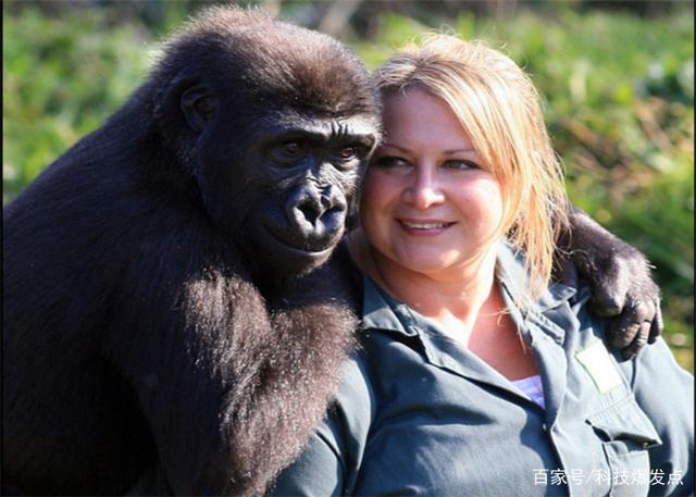 女科学家为证明,人类和黑猩猩能否产生后代吗,亲自做出实验!