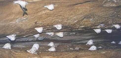 燕窝中什么是洞燕,什么是屋燕?有什么区别?