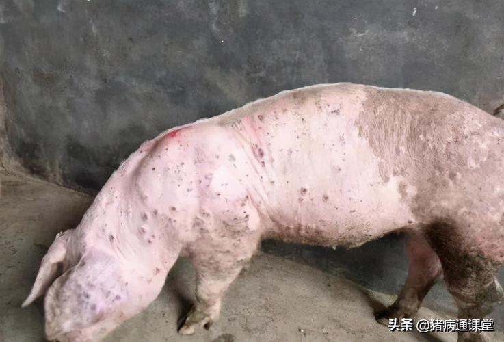 实例分享:猪圆环与副猪混合感染的治愈方法