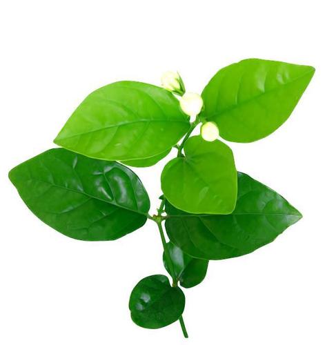 这个茉莉花,生长都在中国,还超级白,凭啥叫"非洲茉莉"?