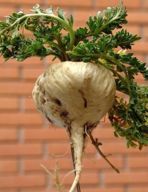 【云南三宝—玛卡众筹第一期】全民进补行动,双十一优惠大促销,158元