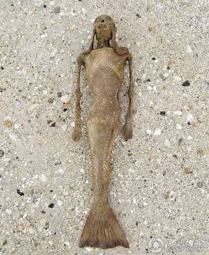 美人鱼真身吓人图片