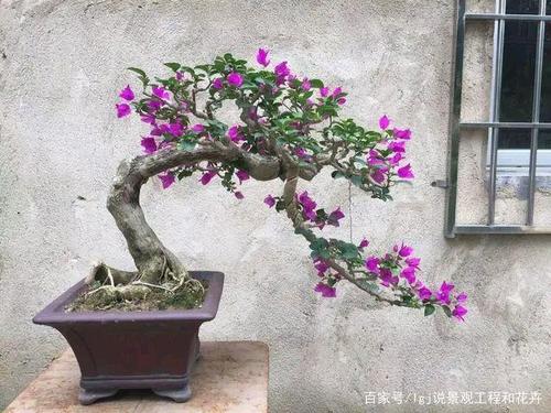 做掌上三角梅盆景,要漂亮,需要这么做