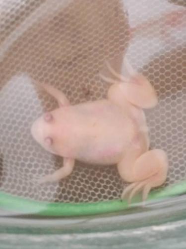 这是一只在鸟市买的青蛙,为什么是白色的?