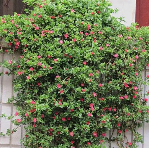 养牡丹吊兰,掌握3点,枝繁叶茂,花开爆盆