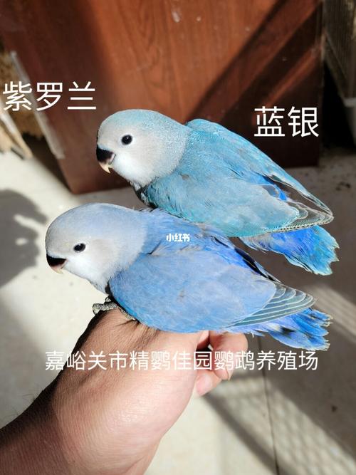 蓝银,紫罗兰_鹦鹉_牡丹_手养牡丹鹦鹉_宠物_宠物其他