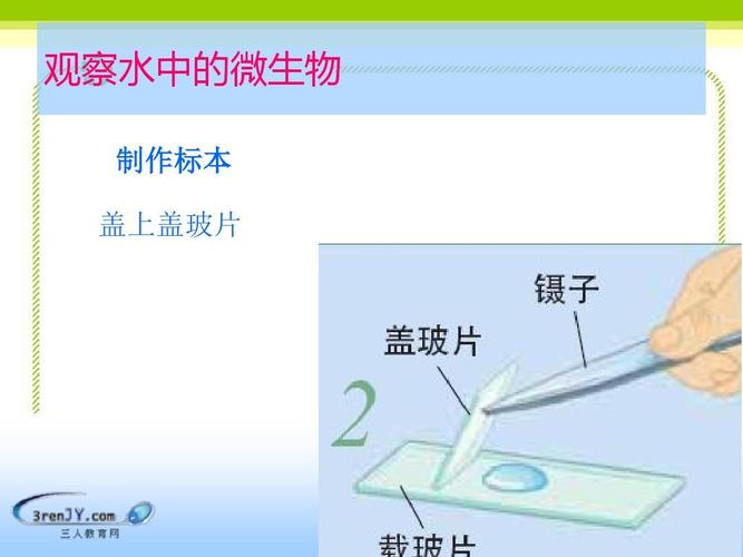 (教科版)六年级科学下册《用显微镜观察身边的生命世界(三)》教学课件