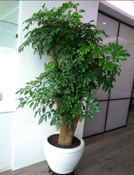 富贵树枝干下垂怎么办