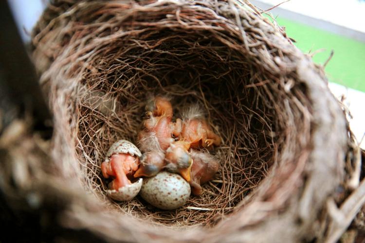 亲眼目睹小鸟出壳不是每个人都有的缘分.又要变四只了.嘿嘿