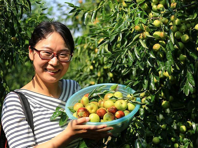 冬枣大丰收,约朋友一起去枣园观光采摘,真实开眼了!